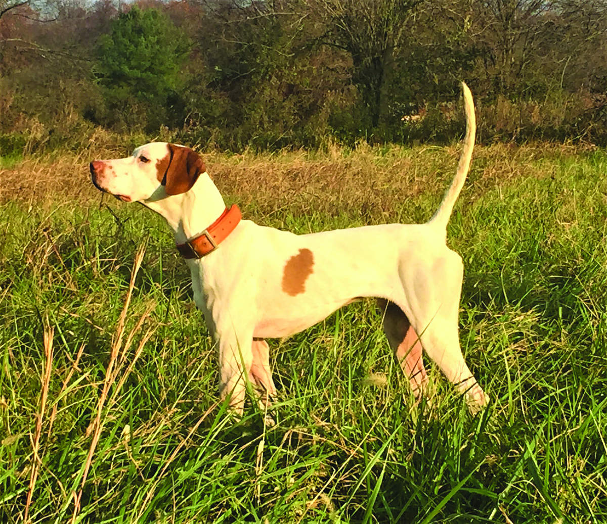 Miller's Heat Seeker First in the Russell County Field Trial Club Leon Shiver Memorial Open Shooting Dog Classic