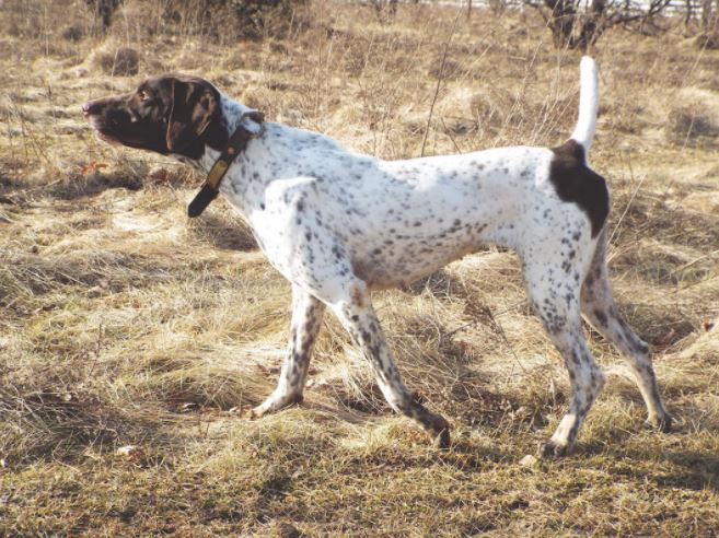 P J Wildfire's Little Lexi Second in the Vizsla Club of Illinois Open Restricted Shooting Dog Stake