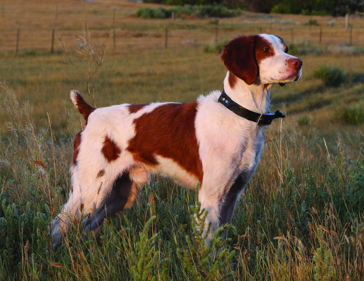 American Brittany Club National Amateur Championship 2