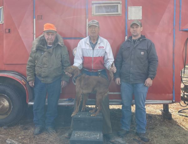 American Red Setter ODF23