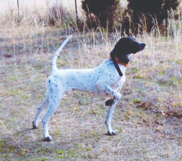 Windy Hill War Creek, First in the Amateur Shooting Dog Stake