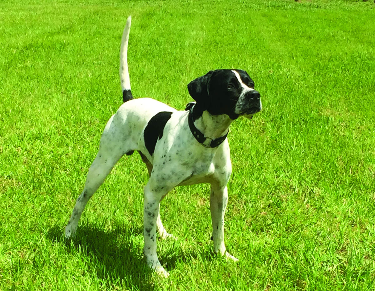 One Day Frost First in the Flint River Field Trial Club Pat LaBree Amateur Shooting Dog Classic