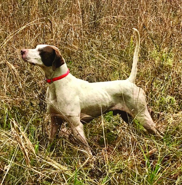Dragonfly First in the Central Alabama Shooting Dog Association SBHA Amateur Shooting Dog Stake