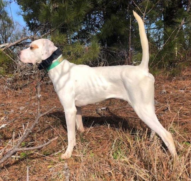 Santee River Texas Ranger Second n the Sumter County Bird Hunters Club Open Shooting Dog Stake
