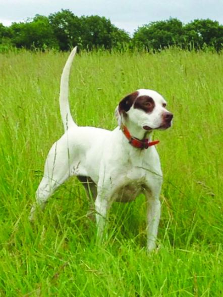 Labur's Undisputed First in the Mid-State Bird Dog Club Open Shooting Dog Stake