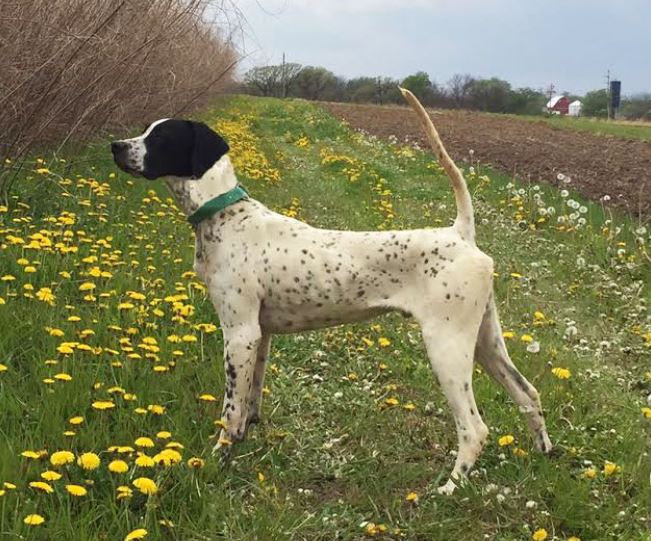 Erin's Wild Rum Second in the Mid-State Bird Dog Club Open Shooting Dog Stake