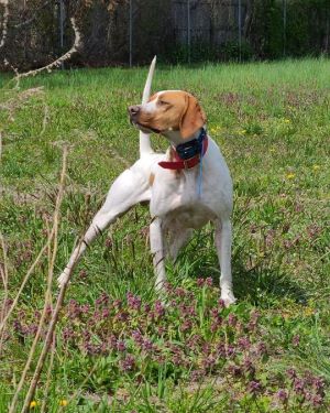 great river yellowstoneF23