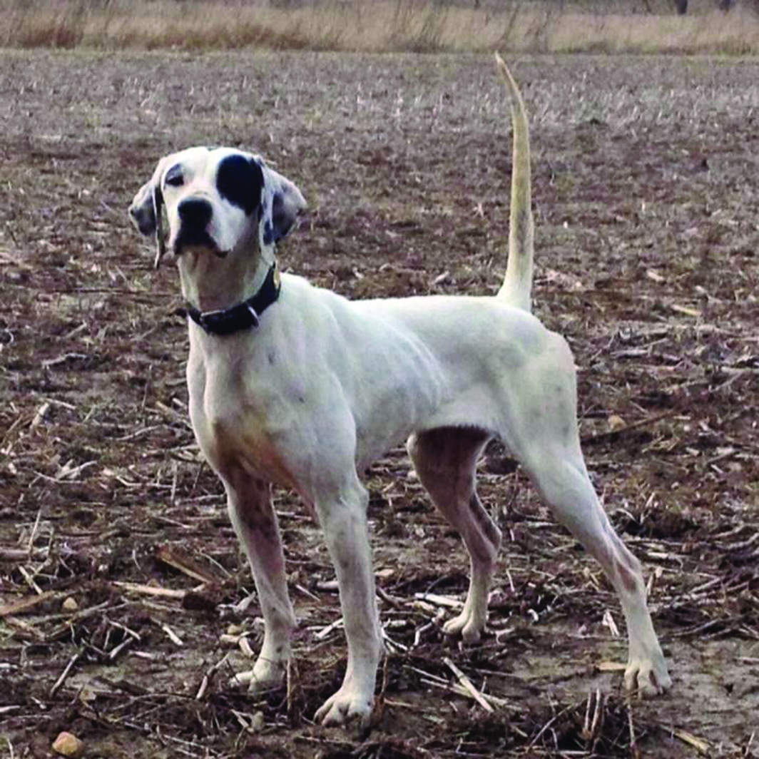 hainlines-silver-star