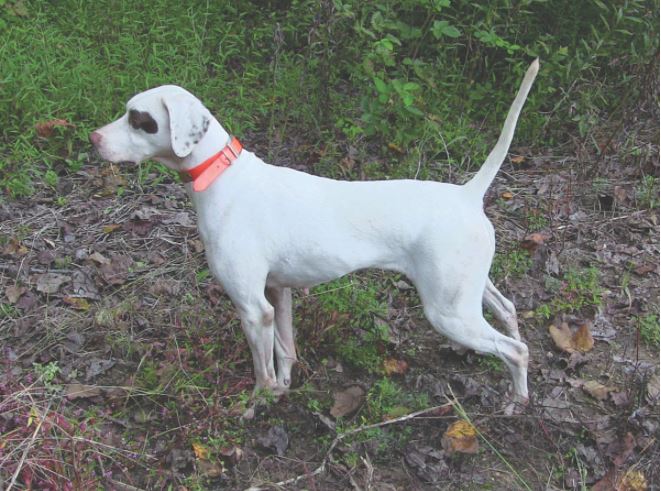 Pirate's Mean Louise, First in the Waverly Coleman Amateur Shooting Dog Stake