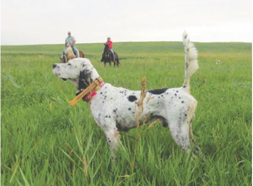 Dun Rovens Drifter, First in the Open Shooting Dog Stake
