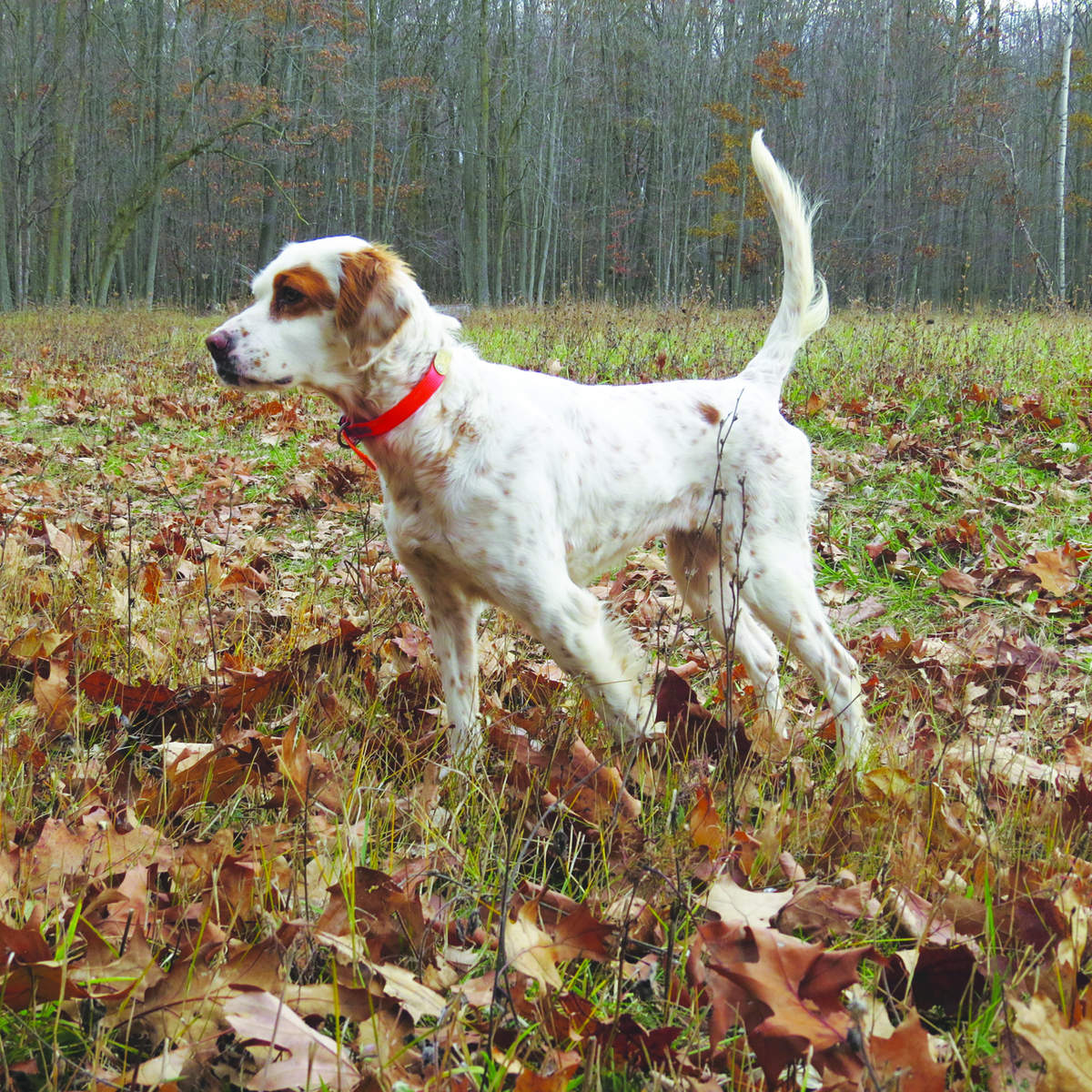 Lake States Grouse Dog Championship 2