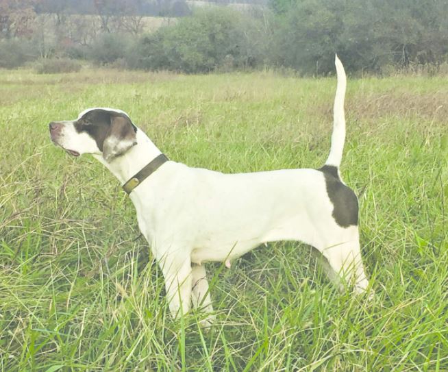 North Country Girl, First in the Amateur Shooting Dog Stake