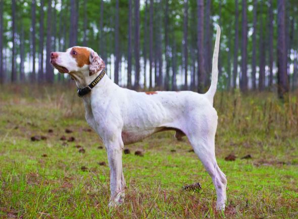 Touch's Malcolm Story, Runner-Up in the Masters Quail Championship