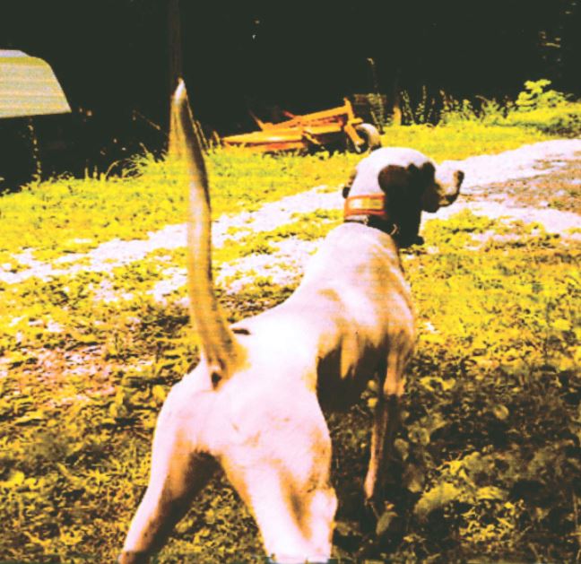 Bob's Elhew Holly, Runner-Up in the National Amateur Walking Shooting Dog Championship