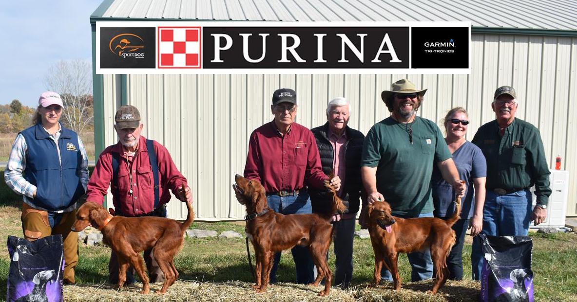 National Red Setter Championship 3