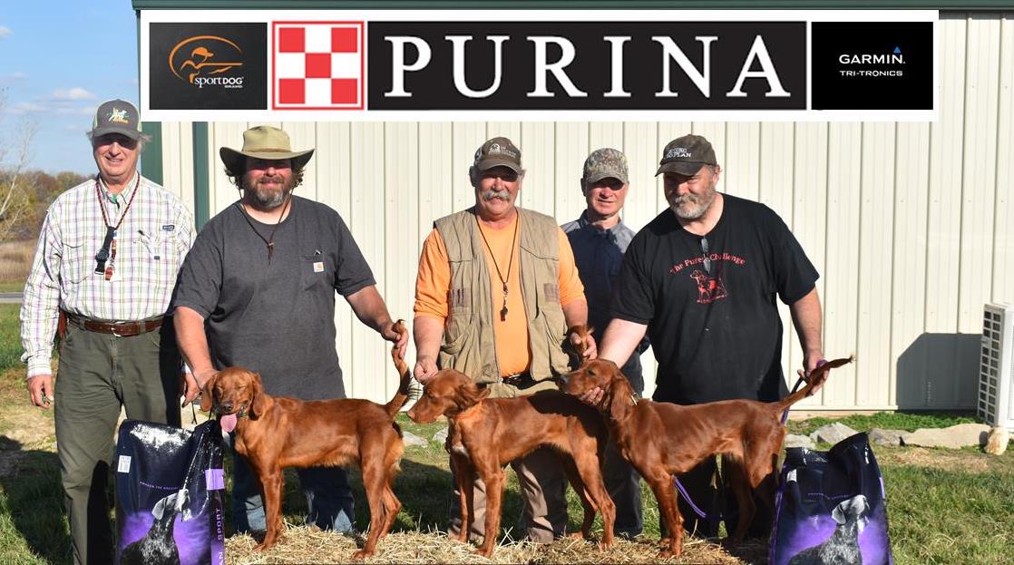 National Red Setter Championship 5