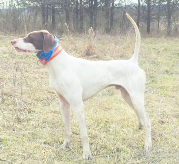 Pure Confidence, First in the Open Shooting Dog Stake