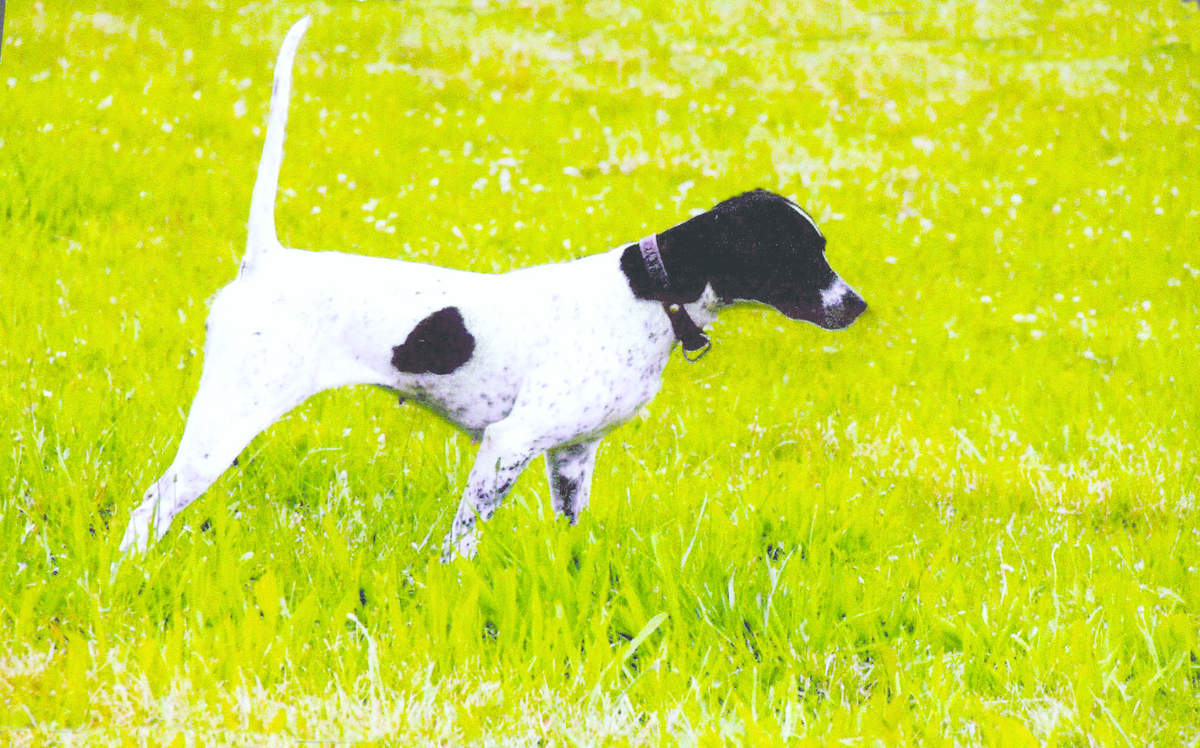 Pure Gossip Runner up