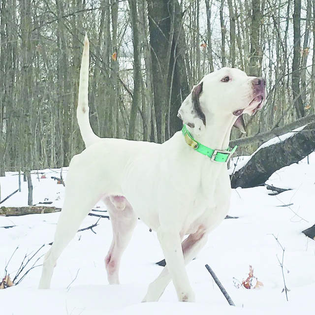 Pennsylvania Grouse Championship 2