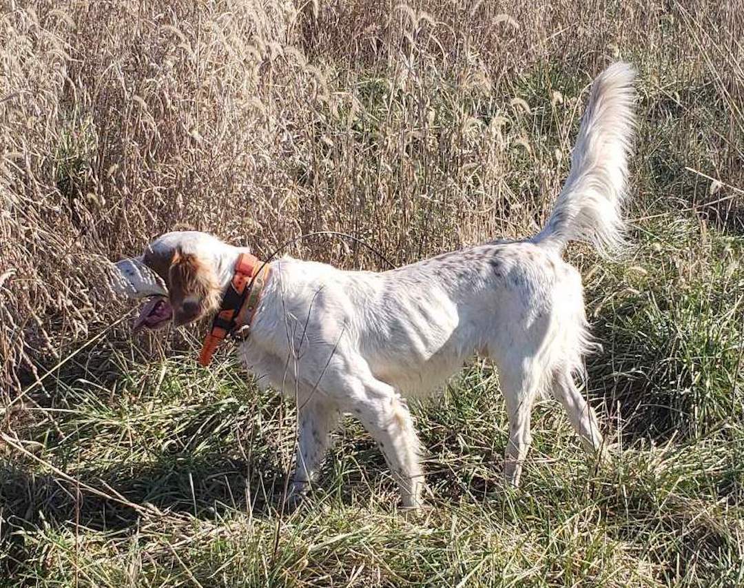 Bonafide Bocephus First Amateur All Age Stake