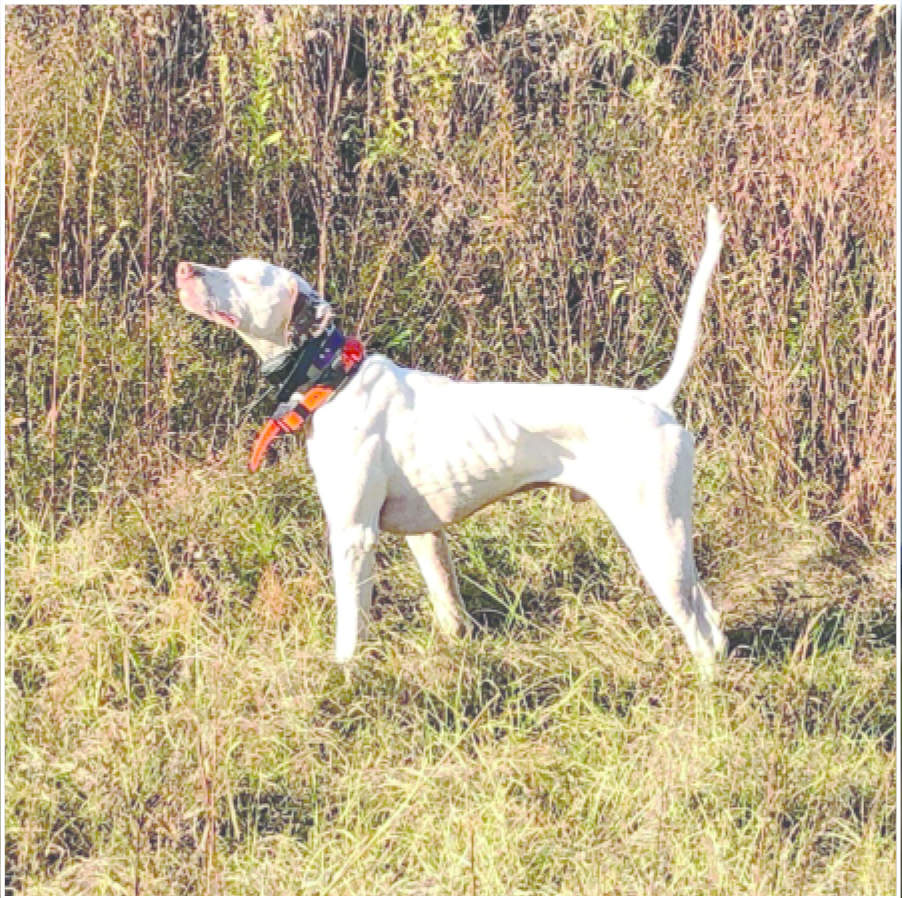 Quail Championship Invitational 5