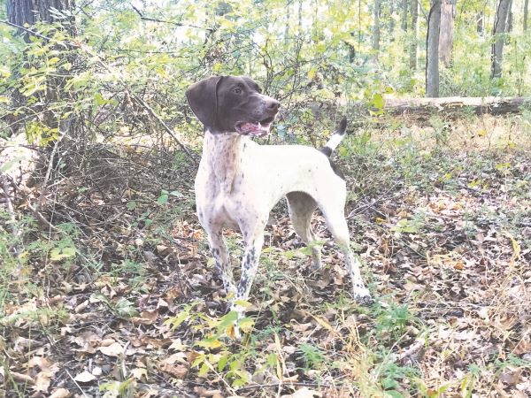 Quail Point Black River Harlee (2)-