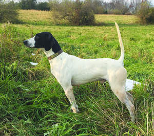 reedy-creek-dial-tone