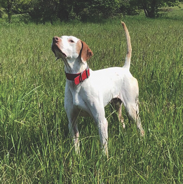 Region 1 Amateur All-Age Championship 2