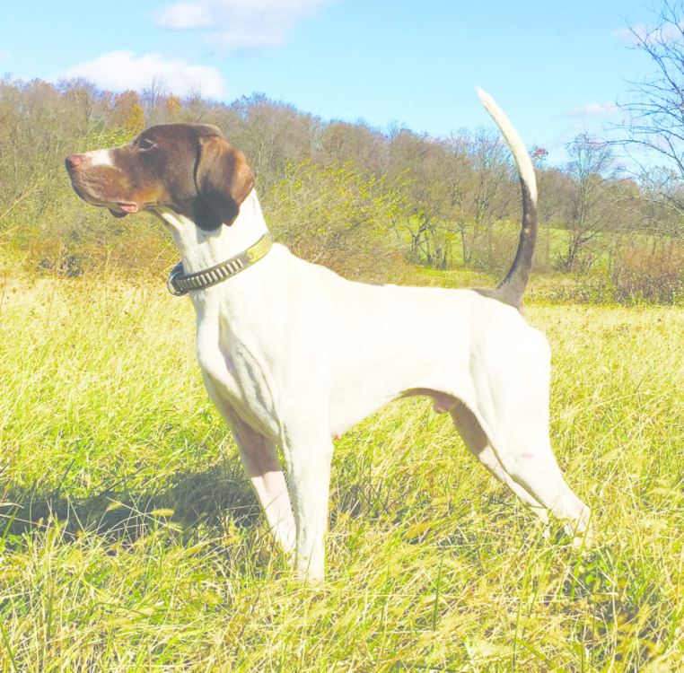 Region 1 Amateur Shooting Dog Championship