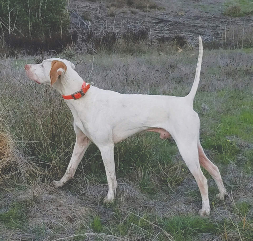 Cascade Open All-Age and Region 10 Amateur Shooting Dog Championship