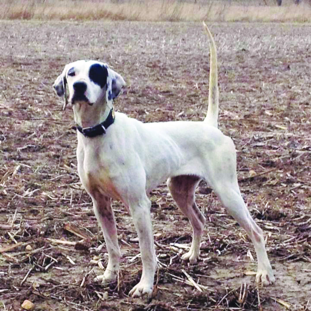 Hainline's Silver Star Winner of the Region 5 Amateur Walking Shooting Dog Championship