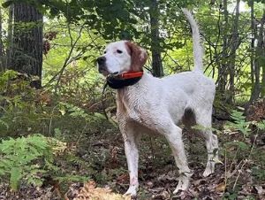 Setter Ridge Flash ForwardF23