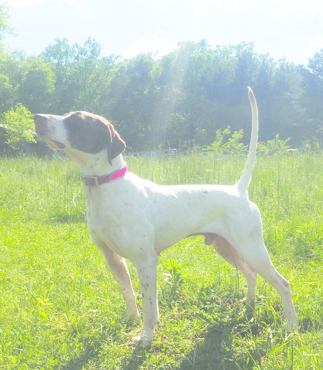 Texas Open Shooting Dog Championship 3