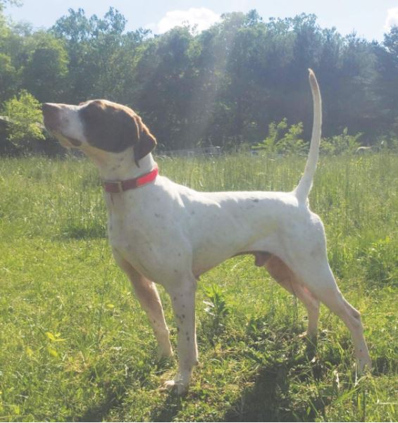 Westark Long Star and Fleetwood Shooting Dog Classics