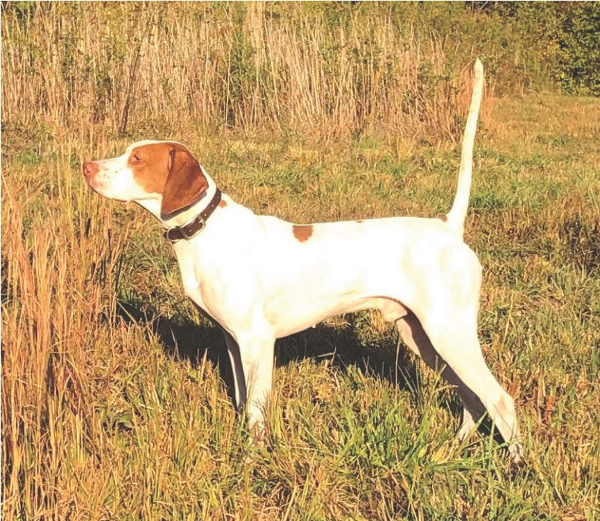 Wolf River Amateur Field Trial Club